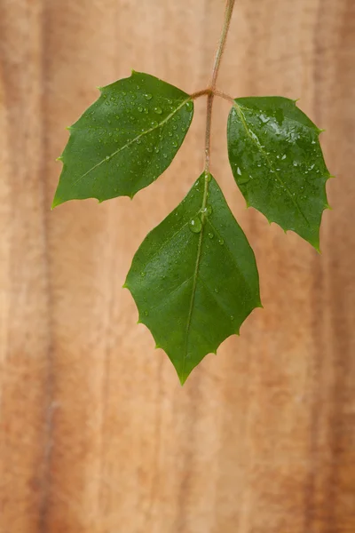 Πράσινο φύλλο φυτού με σταγόνες νερού — Φωτογραφία Αρχείου