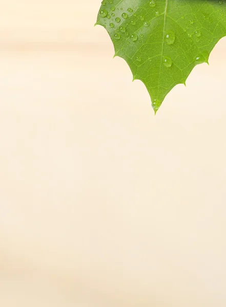 水滴付きの緑の植物の葉 — ストック写真