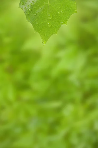 Green plant leaf with water drops — Stock Photo, Image