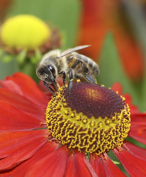 Bee and flower — Stock Photo, Image