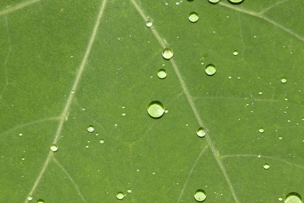 Folha verde com gotas de água — Fotografia de Stock