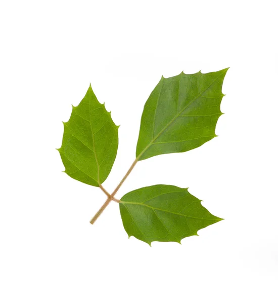 Groene plant blad, geïsoleerd — Stockfoto