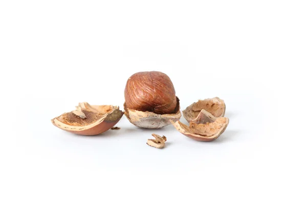 Peeled hazelnut — Stock Photo, Image