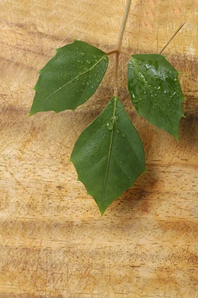 Зелене листя рослини з краплями води — стокове фото