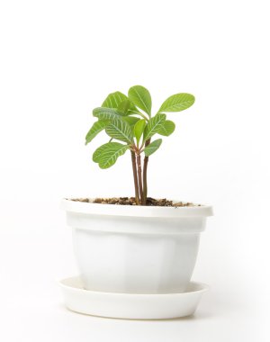 küçük spurge bir tencerede izole
