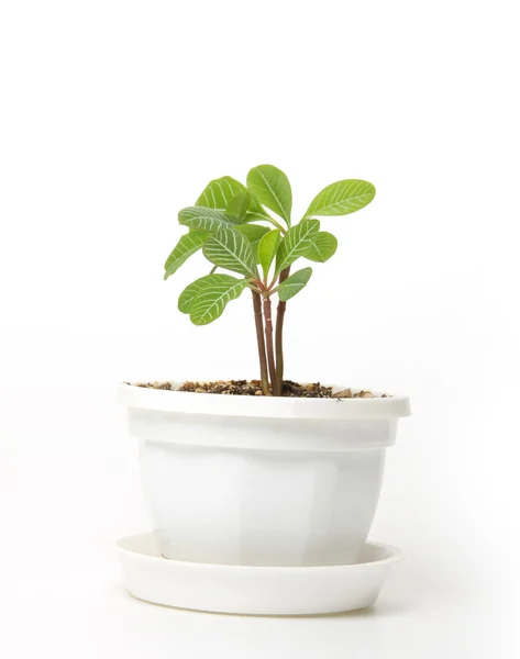 Small spurge in a pot, isolated — Stock Photo, Image
