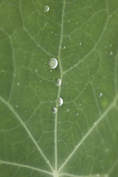 Green leaf with waterdrops — Stock Photo, Image