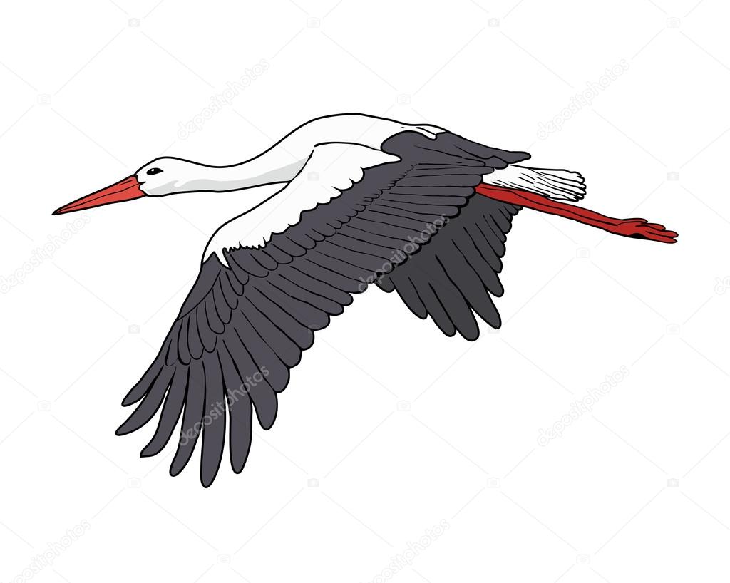 Flying stork illustration