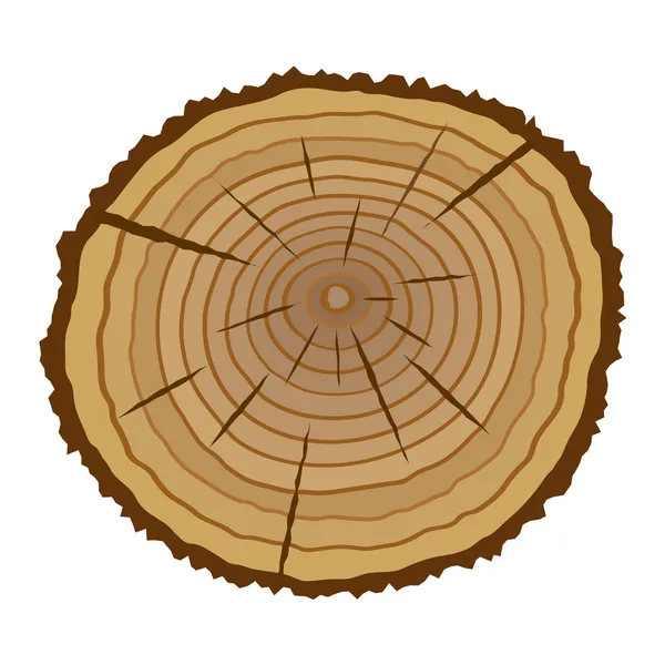 Cross section of tree — Stock Vector