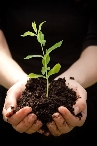 Händer som håller unga plantor — Stockfoto