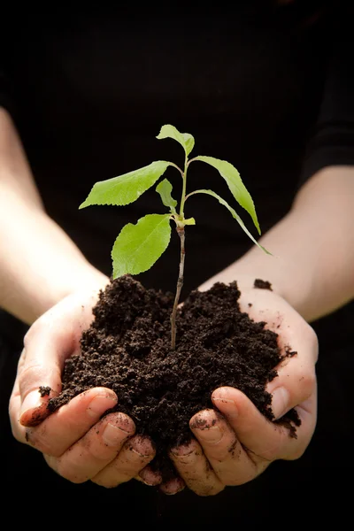 Händer som håller unga plantor — Stockfoto