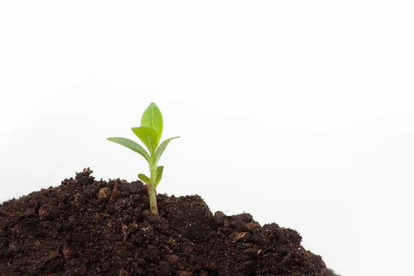 Jovem broto de plantas no solo — Fotografia de Stock