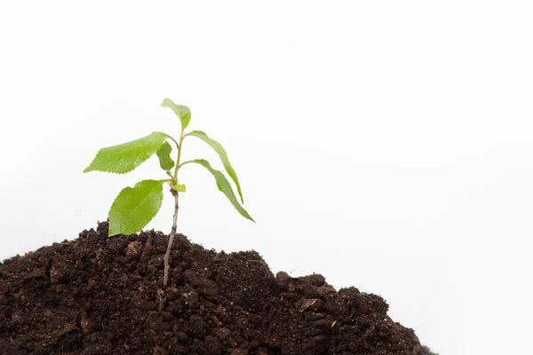 Young plant sprout on the soil Royalty Free Stock Photos