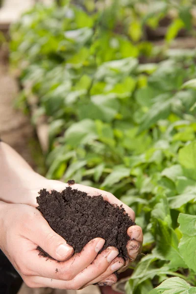 Handen met grond — Stockfoto