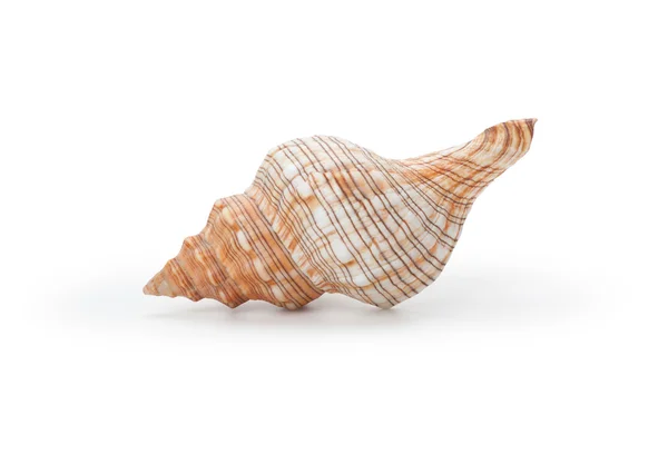 Concha do mar, isolada sobre fundo branco — Fotografia de Stock