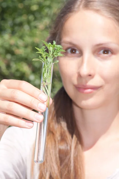 試験管には緑の植物 — ストック写真