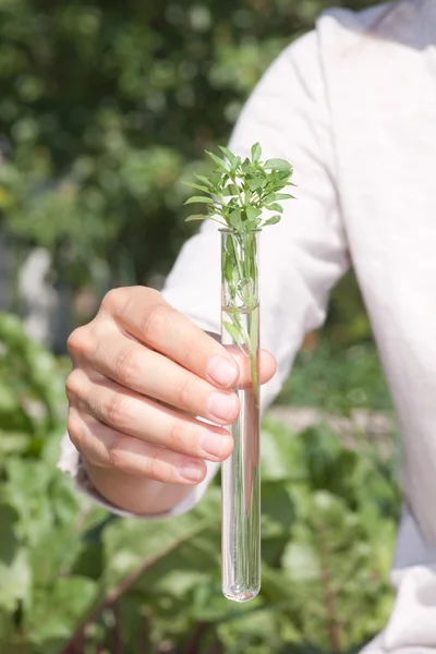 Green plant in test tube — Stock Photo, Image
