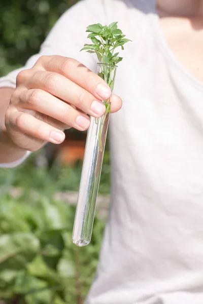 Green plant in test tube — Stock Photo, Image