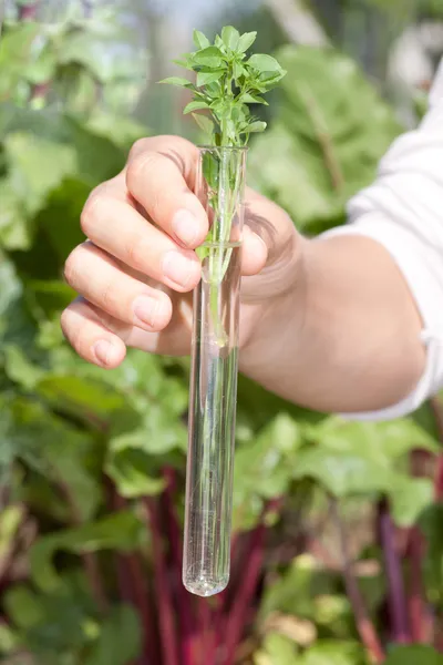 Green plant in test tube — Stock Photo, Image