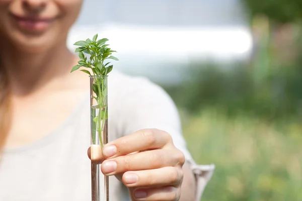 test tüpü içinde yeşil bitki