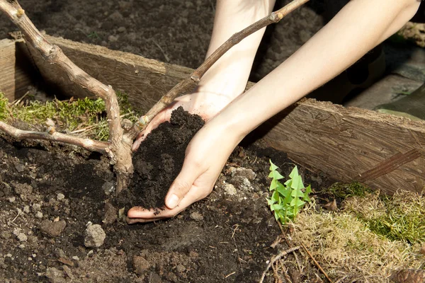 Mani con terreno — Foto Stock