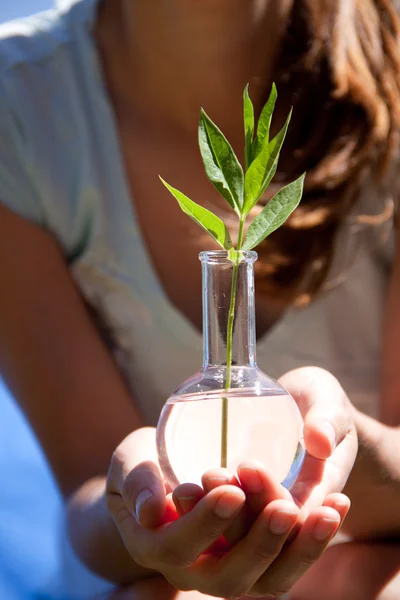 Green plant in flask — Stock Photo, Image