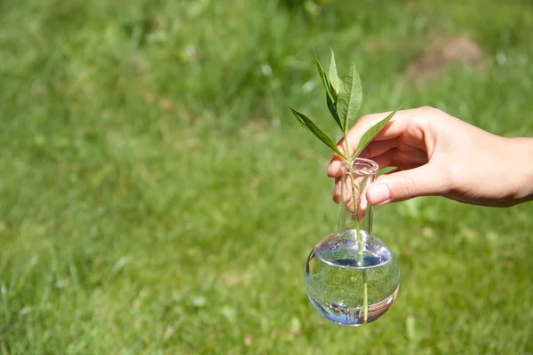 Planta verde en tubo de ensayo — Foto de Stock