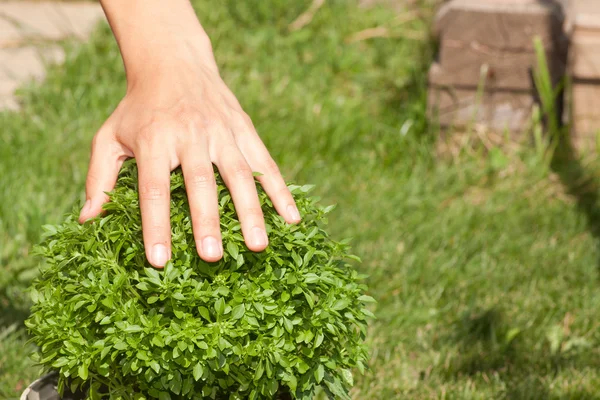 Green basil plant and human hand — Stock Photo, Image