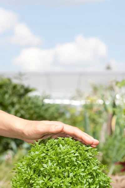 Yeşil fesleğen bitki ve insan eli — Stok fotoğraf