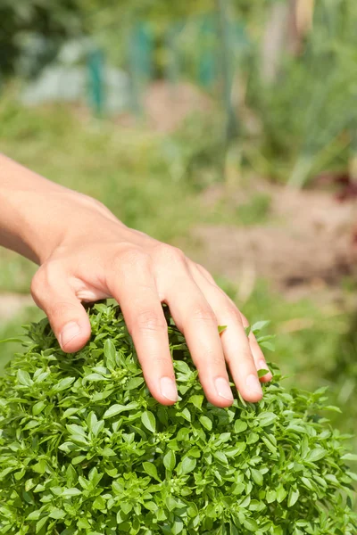 Green basil plant and human hand — Stock Photo, Image