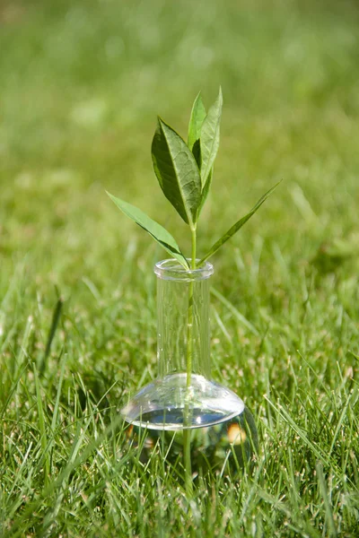 Planta verde no tubo de ensaio — Fotografia de Stock