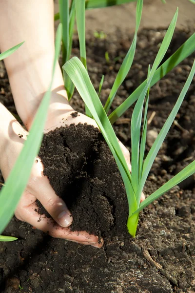 Hands with soil — Stock Photo, Image
