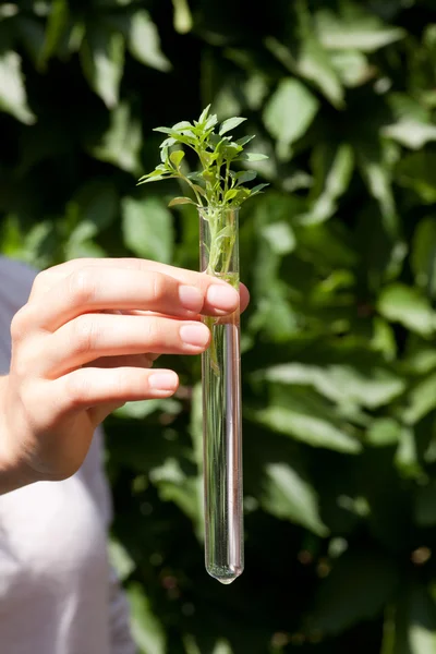 Planta verde en tubo de ensayo —  Fotos de Stock