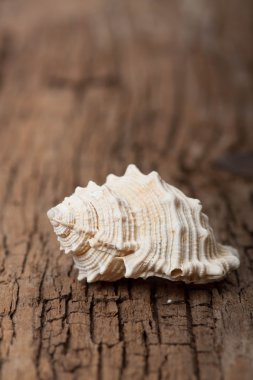 ahşap tahta üzerinde deniz kabuğu