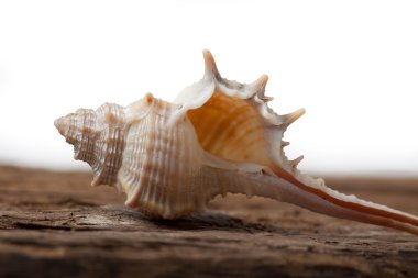 ahşap tahta üzerinde deniz kabuğu