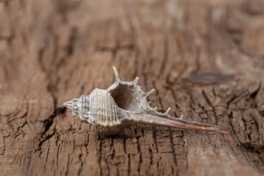 ahşap tahta üzerinde deniz kabuğu