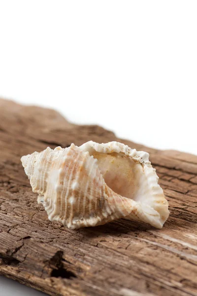 Морская раковина на деревянной доске — стоковое фото