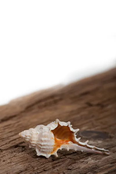 Морская раковина на деревянной доске — стоковое фото