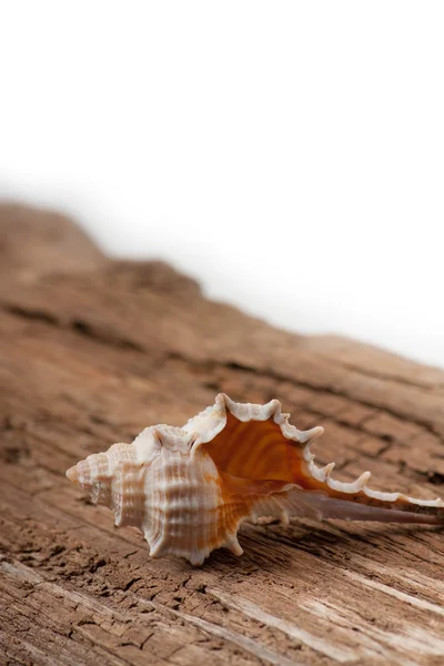 Sea shell on wooden board — Stock Photo, Image