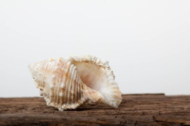 ahşap tahta üzerinde deniz kabuğu