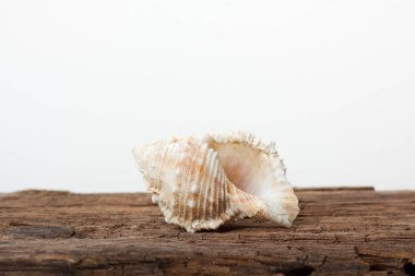 ahşap tahta üzerinde deniz kabuğu