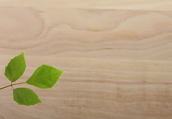 Zelená rostlina list na dřevěné pozadí — Stock fotografie