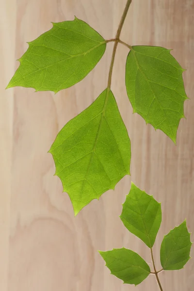 Green plant leaf on wooden background — Stock Photo, Image