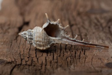 ahşap tahta üzerinde deniz kabuğu