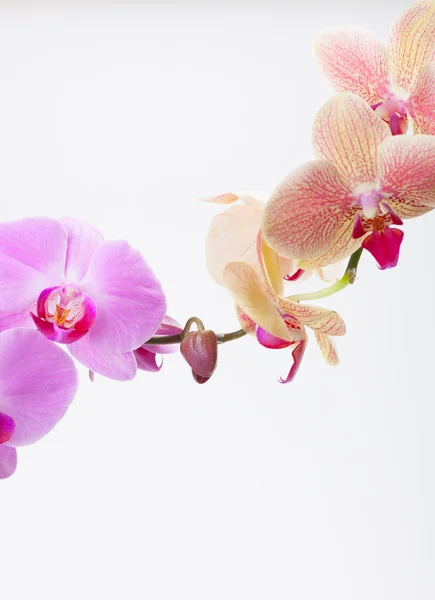 Орхидея, изолированная на белом — стоковое фото