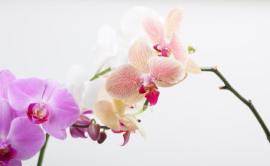 Orkide, beyaz izole