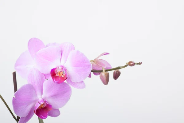 Orchidea, isolata su bianco — Foto Stock