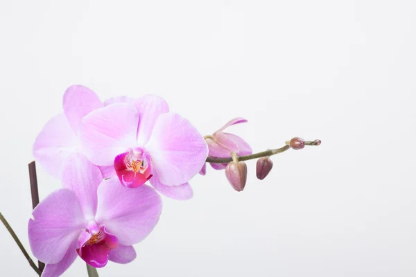 Orquídea, isolada sobre branco — Fotografia de Stock