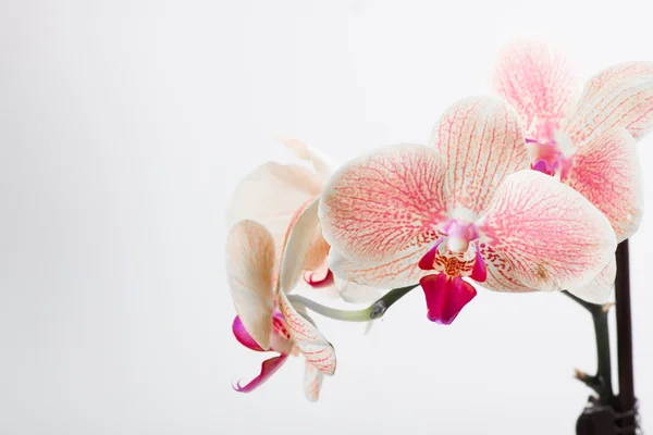 Orchidea, isolata su bianco — Foto Stock