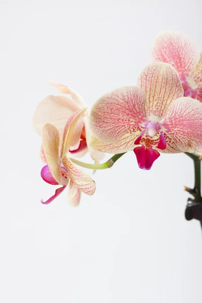 Orkide, beyaz izole — Stok fotoğraf